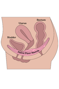 Picture of Pelvic Floor. Pelvic floor physical therapy. Optimize Pelvic Health serving the San Jose, Milpitas, Campbell, Cupertino, Mountain View, Sunnyvale, Los Gatos, Los Altos, Palo Alto, Redwood City, Foster City, Morgan Hill, Fremont, Hayward, Newark, Oakland, San Francisco, Gilroy, Hollister, Santa Cruz CA communities. Optimize Pelvic Health specializes in physical therapy and treatment of Women's health, Pelvic Floor dysfunction, vaginismus, infertility, endometriosis, pregnancy, postpartum, pelvic organ prolapse, urinary incontinence, fecal incontinence, back pain, interstitial cystitis, constipation, pain with urination, pain with sex. 